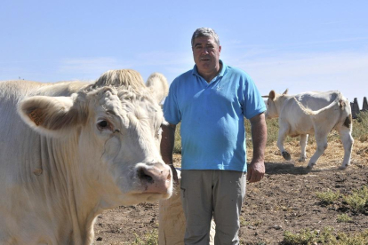 Gustavo Gonzalo, con sus vacas en Las Casas.-VALENTÍN GUISANDE
