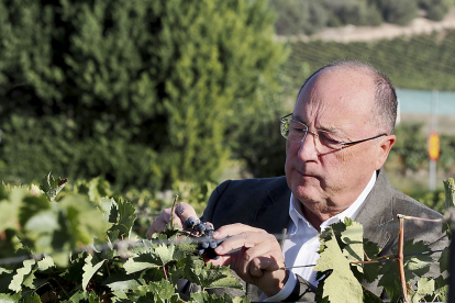 Carlos Moro, presidente de Bodegas Familiares Matarromera, observa una viña en la Bodega Emina Ribera del Duero. PHOTOGENIC / M. A. SANTOS