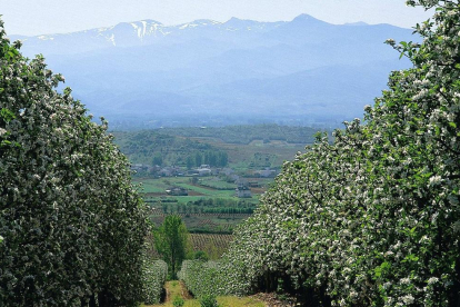 Una plantación de manzanos en la comarca leonesa del Bierzo, donde la reineta presume de denominación de origen.-ABA