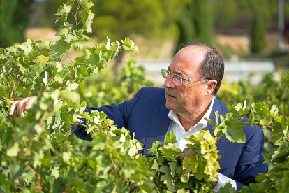 Carlos Moro, presidente del Grupo Matarromera, examina uno de los viñedos de la compañía vallisoletana.-EL MUNDO