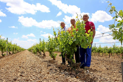 Los hermanos Fernández, Juan Antonio, Jaime y Eustaquio (de i. a d.), en uno de los viñedos de verdejo. Abajo, nave de elaboración.-M.T.