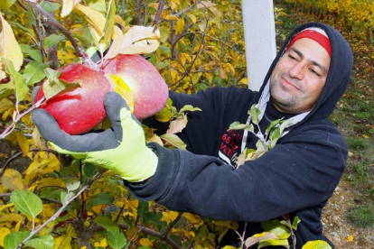Medio centenar de trabajadores están ahora recogiendo las manzanas para poder concluir esta semana, si el tiempo lo permite.-MARIO TEJEDOR