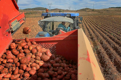 Un agricultor recoge patatas en su explotación de la localidad palentina de Valoria de Aguilar.-BRÁGIMO