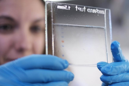 Una investigadora en el Instituto de Investigación Biomédica de Salamanca.-ENRIQUE CARRASCAL