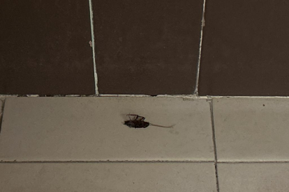 Cucarachas en el suelo del Centro de Especialidades de Arturo Eyries que denuncia Satse Valladolid. -SATSE