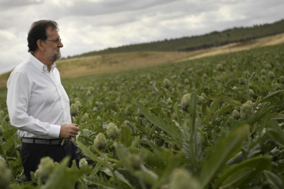 El líder del PP, Mariano Rajoy, en una visita este miércoles a una plantación de alcachofas.-AP / Alvaro Barrientos
