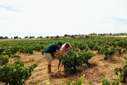Juan Manuel Burgos inspecciona una viña junto a un técnico en un viñedo de Bodegas Avan.-L. V.