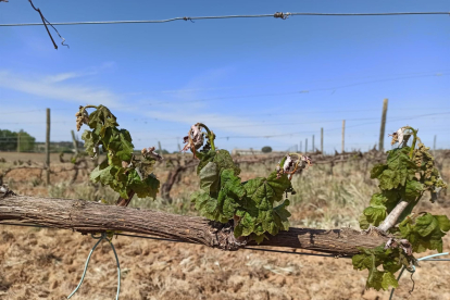 Imagen de un viñedo de Ribera del Duero afectado por las heladas y por la sequía. -EP
