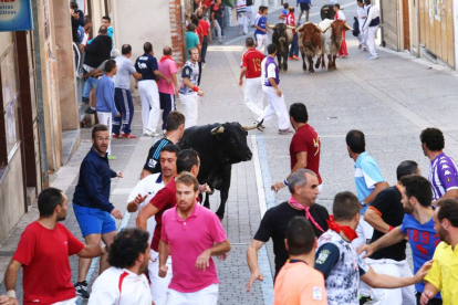 Los toros de la ganadería Los Bayones, protagonizan el cuarto encierro de Cuéllar (Segovia)-Ical