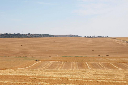 Campo de cereal recien cosechado en la localidad de Mucientes (Valladolid).-ICAL