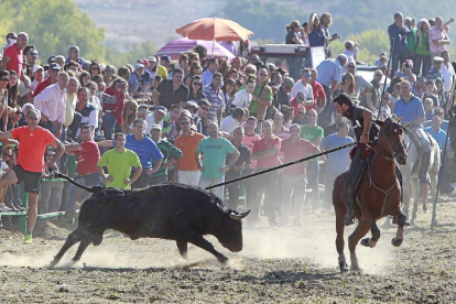 Un toro embiste a uno de los caballistas participantes en el encierro de campo celebrado ayer en Mojados.-J. M. Lostau