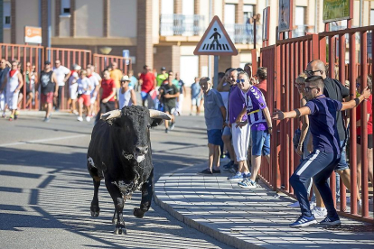 Uno de los Toros del Alba, de la ganadería Pío Tabernero de Salamanca, durante el encierro de Tudela de Duero.-JOSE C. CASTILLO