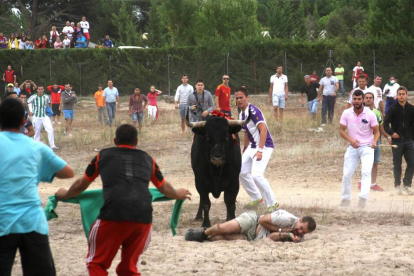 'Elegido' junto a uno de los corneados en el Torneo del Toro de la Vega de Tordesillas (Valladolid)-Ical