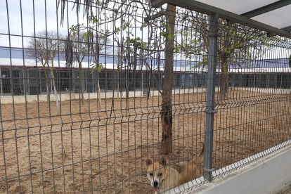 Instalaciones en las que se encuentran los perros del Centro Municipal de Protección Animal de Valladolid.- AYTO. VALLADOLID