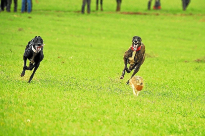 Dos galgas corren para capturar a una liebre durante un campeonato anterior.-LEONARDO DE LA FUENTE