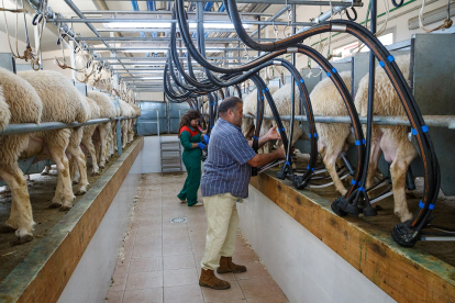 Extracción de leche de oveja en una explotación ganadera ubicada en la localidad zamorana de Andavías. /  ICAL