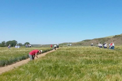 Un nutrido grupo de agricultores burgaleses visitó, en el mes de junio, los Campos de Ensayo para comprobar in situ el estado de las parcelas en Cerratón de Juarros.-ECB