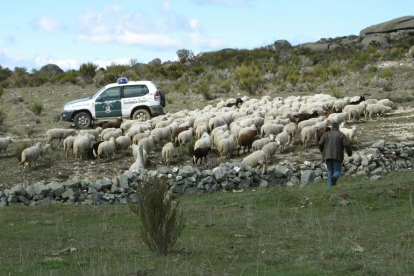 Investigan a un hombre por abandonar un rebaño de ovejas en Vadillo de la Sierra (Ávila)-ICAL