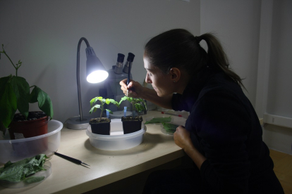 Ana Arnaiz trabaja en el Centro de Biotecnología y Genómica de Plantas de la Universidad Politécnica de Madrid. ISRAEL L. MURILLO