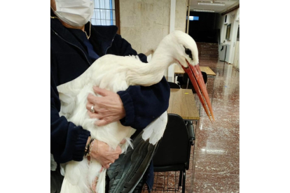 Fotografía de la cigüeña que ha entrado en la facultad de Ciencias de la Salud publicada en redes por un alumno del centro. -E.M