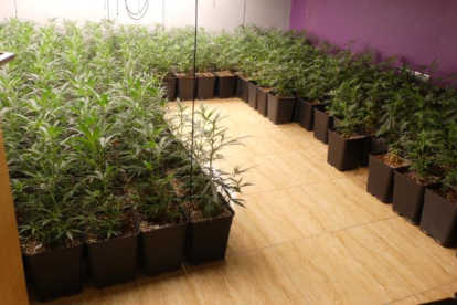Registro domiciliario que ha acabado con doce detenidos por cultivo y tráfico de cannabis en Valladolid.- MINISTERIO HACIENDA