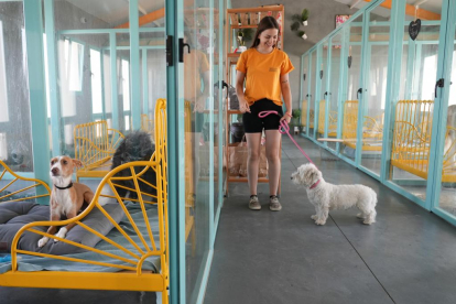 Una trabajadora atiende a varias mascotas en el Hotel Canino y Felino Rioseco.- J.M.LOSTAU
