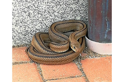 La serpiente capturada, ayer, en Ávila.-ICAL