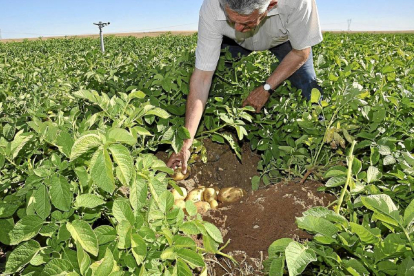 Un agricultor muestra un puesto de patata en su cultivo de Torrecilla de la Abadesa (Valladolid)-Santiago G. del Campo