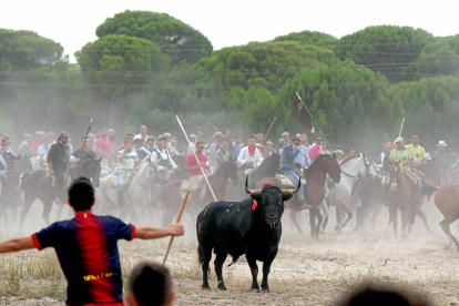 Un mozo cita al astado en una edición anterior del Toro de la Vega.-Ical