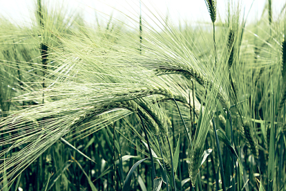 Campo de cebada con espigas verdes en una foto de archivo. PQS / CCO