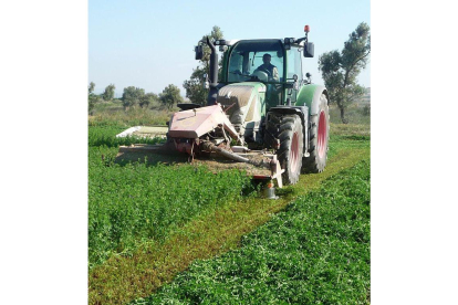 Un agricultor trabaja en su explotación ecológica destinada al cultivo de alfalfa deshidratada.-AEFA