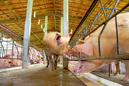 Un cerdo blanco se pasea por un pasillo fuera de su corral en una explotación porcina.-EL MUNDO