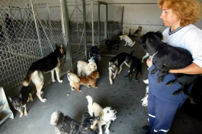 La perrera municipal de Valladolid alberga numerosos ejemplares de canes abandonados.-Miriam Chacón / Ical
