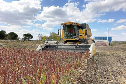 Cosecha en los campos de ensayo de cultivo de sorgo en la provincia de Zamora.-PIONEER