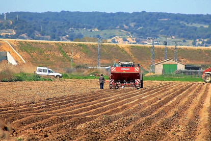 Una cosechadora trabaja un campo de patatas en la provincia vallisoletana.-EL MUNDO