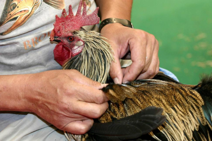 Un ganadero avícola examina un gallo para comprobar si se ha podido ver afectado por la temible gripe aviar.-ICAL