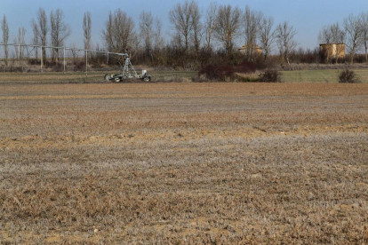 Imagen de un campo de alfalfa prácticamente seco tomada ayer en la localidad palentina de Capillas.-BRÁGIMO