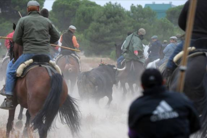 Un momento del festejo del Toro de la Vega de Tordesillas-AFP PHOTO/ CESAR MANSO