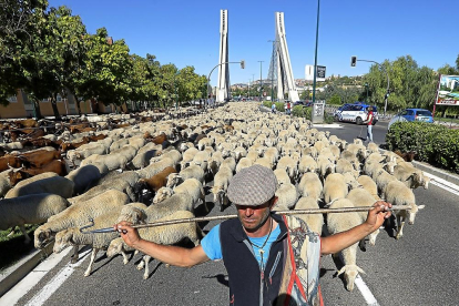 Un pastor sostiene su vara sobre los hombros tras cruzar el Puente de la Hispanidad.-J. M. LOSTAU