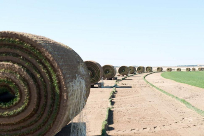 Rulos de césped procedentes de la finca abulense de la empresa Novogreen.-EL MUNDO