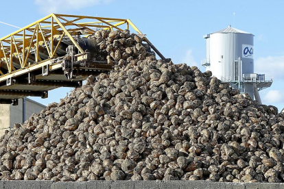 Miles de toneladas de remolacha llegan cada año a la planta de Acor en Olmedo (Valladolid).-J. M. LOSTAU
