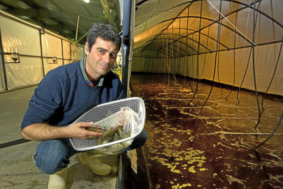 Sergio Regel, jefe de la planta de Gamba Natural, muestra los langostinos.-J. M. LOSTAU