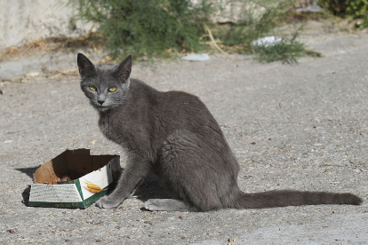 Gato comiendo en la calle Tulipán. J. M. LOSTAU