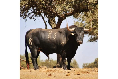 'Manjar', el Toro de la Vega de Tordesillas. E. M.