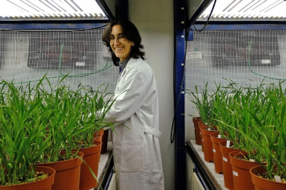 Rosa María Morcuende, investigadora del Irnasa, en la cámara donde evalúan el impacto climático en los trigos.-ENRIQUE CARRASCAL