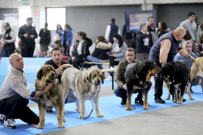 Fimascota acoge diferentes concursos y exhibiciones de mascota. En la imagen, varios dueños acicalando a sus perros. ICAL