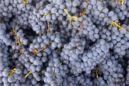 Las bodegas Castroventosa y Raúl Pérez situadas en Valtuille de Abajo (León)-Ical