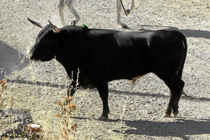 Uno de los toros del encierro mixto de Torrelobatón-J.M. Lostau