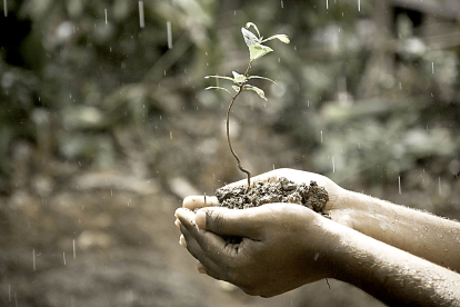 Un agricultor sostiene un plantón entre sus manos en un día de lluvia. PQS / CCO