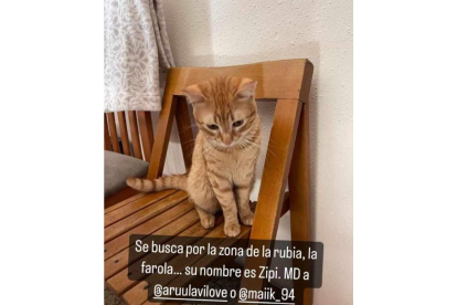 Zipi, gato desaparecido tras la explosión de la calle Goya.- TWITTER KARCHAN